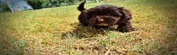 Havapoo dogs for sale: Kricket - Ad 19