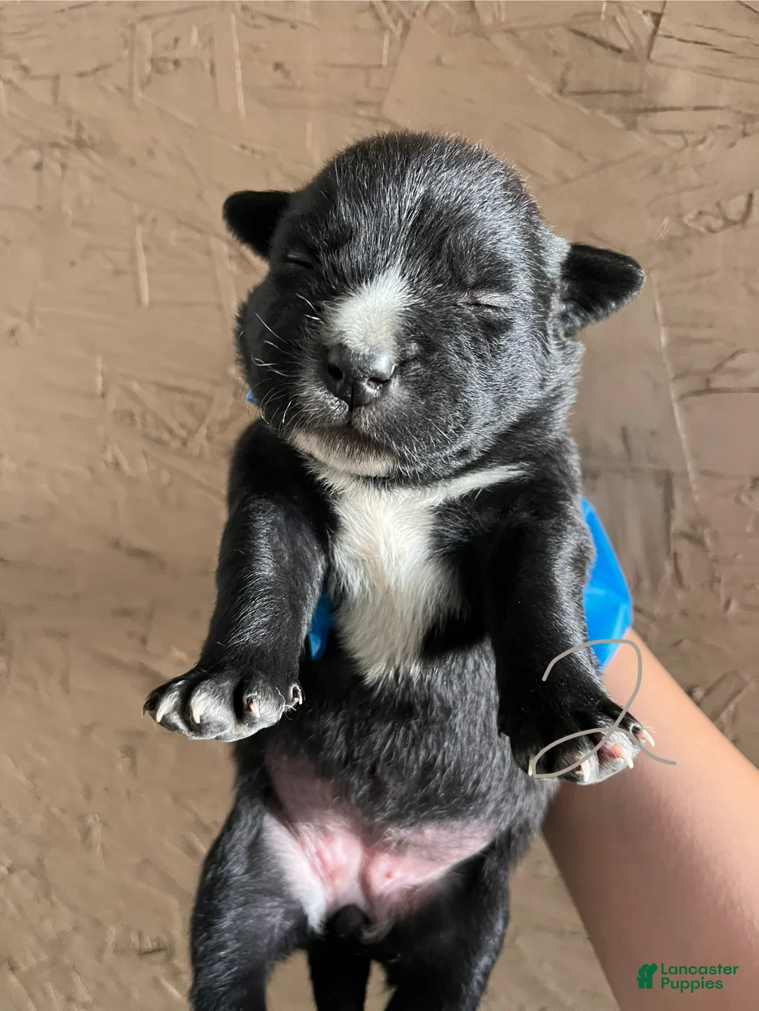 Goldador dogs for sale: Goldador Puppy 4 - Ad 1