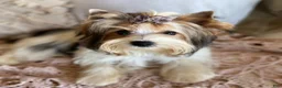 Yorkshire Terrier dogs for sale: Tucker - Ad 11