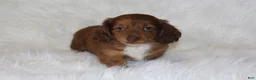 Miniature Dachshund dogs for sale: Frankie  - Ad 1