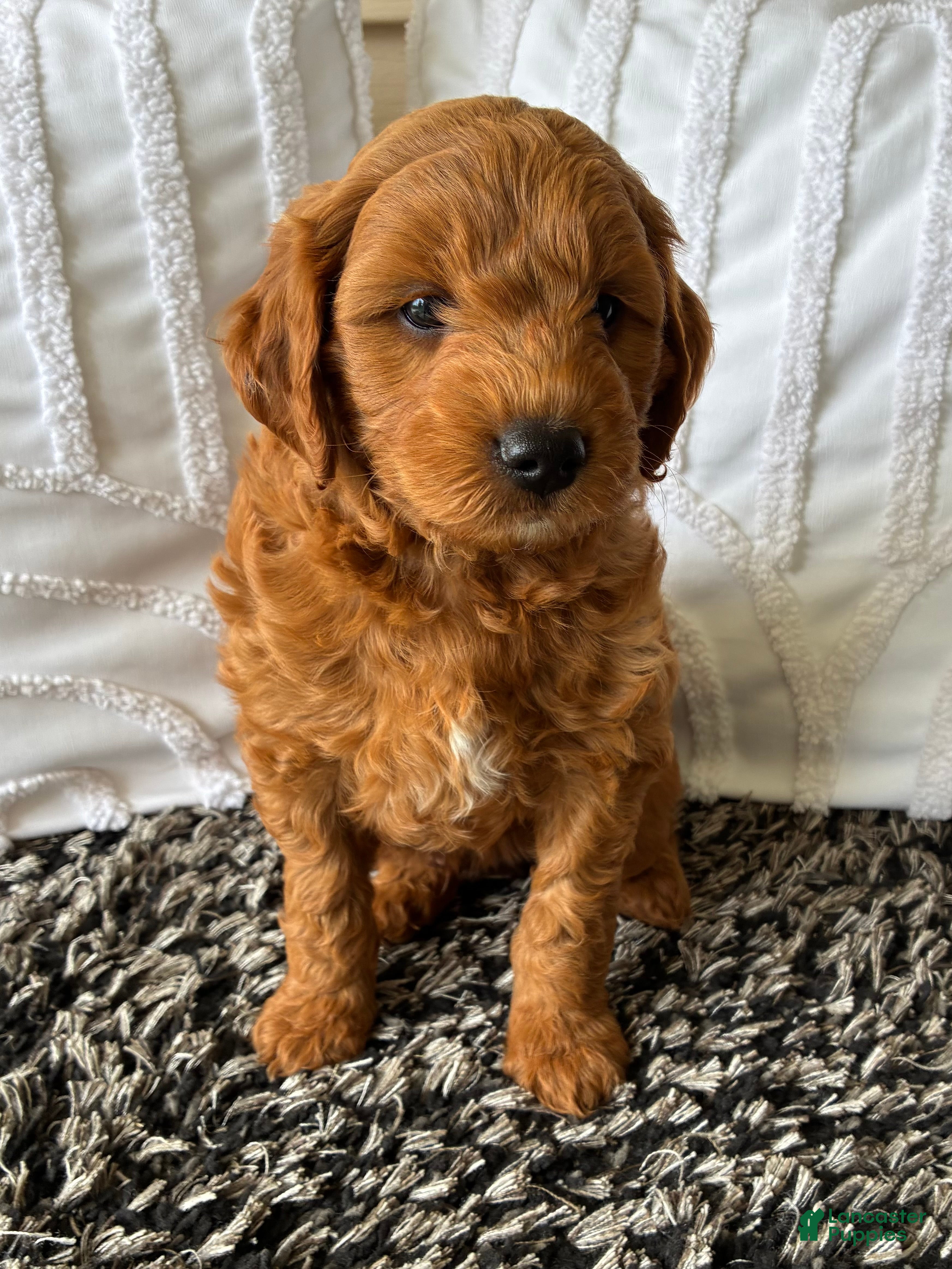 Mini Goldendoodle dogs Mini Goldendoodle “Milo” - Ad 2