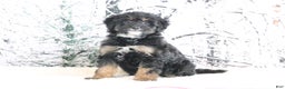 Mini Bernedoodle dogs for sale: Roxy - Ad 3