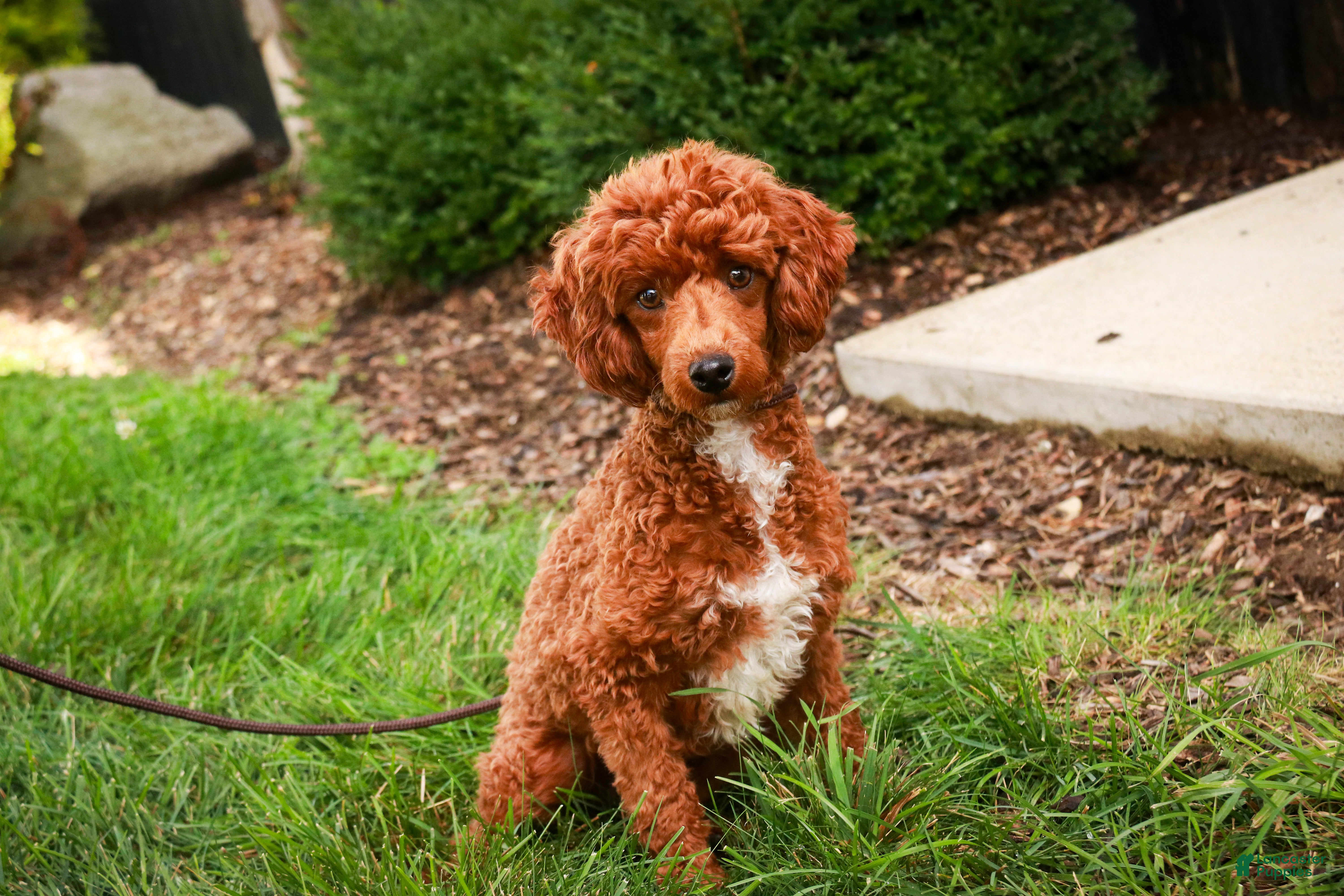 Miniature Poodle dogs Toast - Ad 2