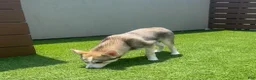 Alaskan Klee Kai dogs for sale: Vermithor (The Bronze Fury) - Ad 10