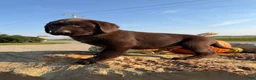 Labrador Retriever dogs for sale: Raptor - Ad 3