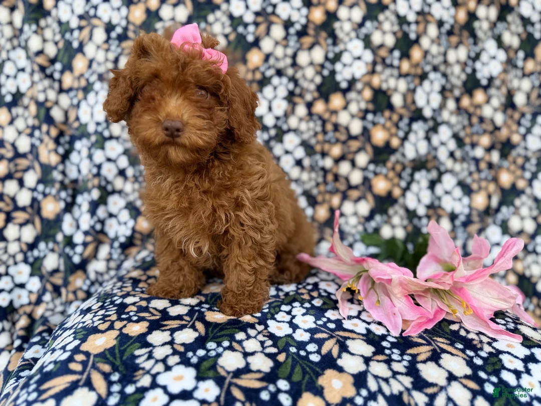 Cavapoo dogs for sale: Maggie - Ad 4