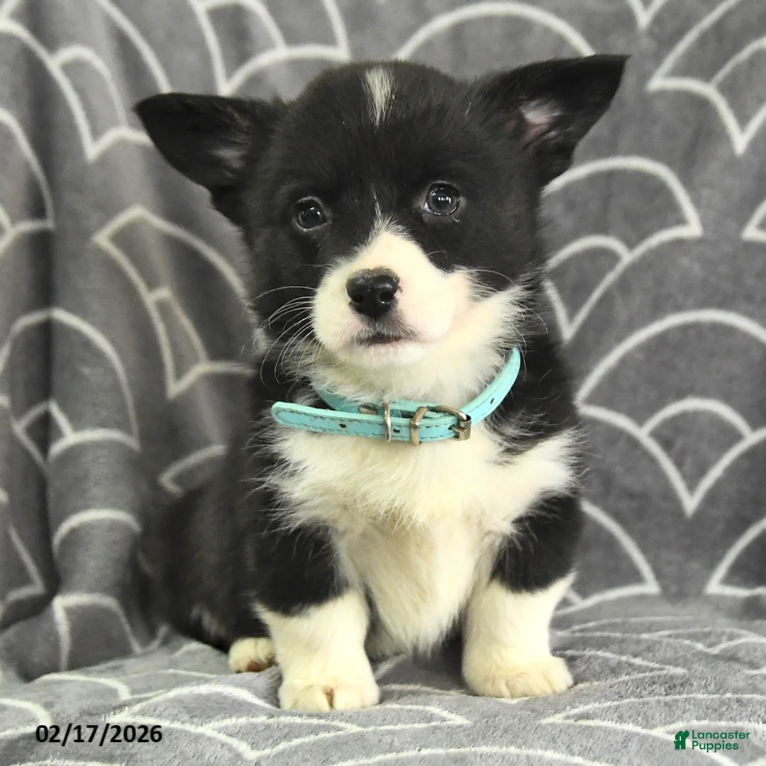 Welsh Corgi Pembroke dogs for sale: Kimberly - Ad 2