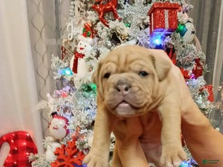 Olde English Bulldogge dogs Olde English Bulldogge Puppy 1 - Ad 6