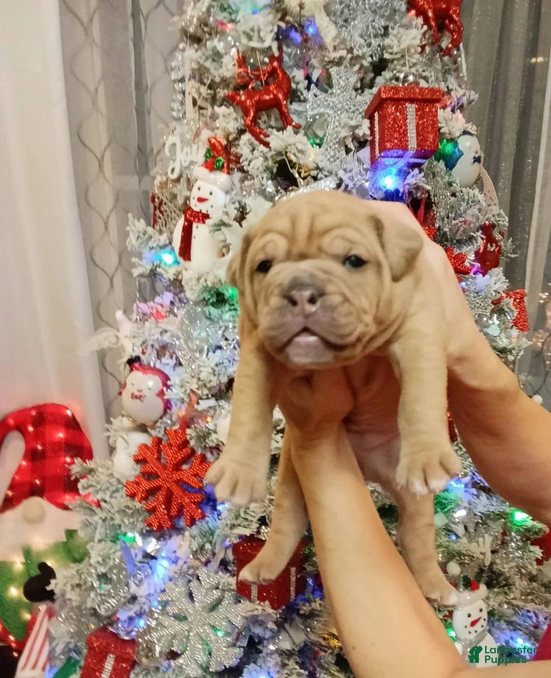 Olde English Bulldogge dogs for sale: Olde English Bulldogge Puppy 1 - Ad 1