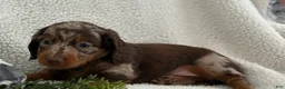 Miniature Dachshund dogs for sale: Tanner - Ad 12