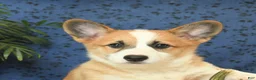 Welsh Corgi Pembroke dogs for sale: Ginger - Ad 4