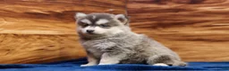 Pomsky dogs for sale: Frosty - Ad 3