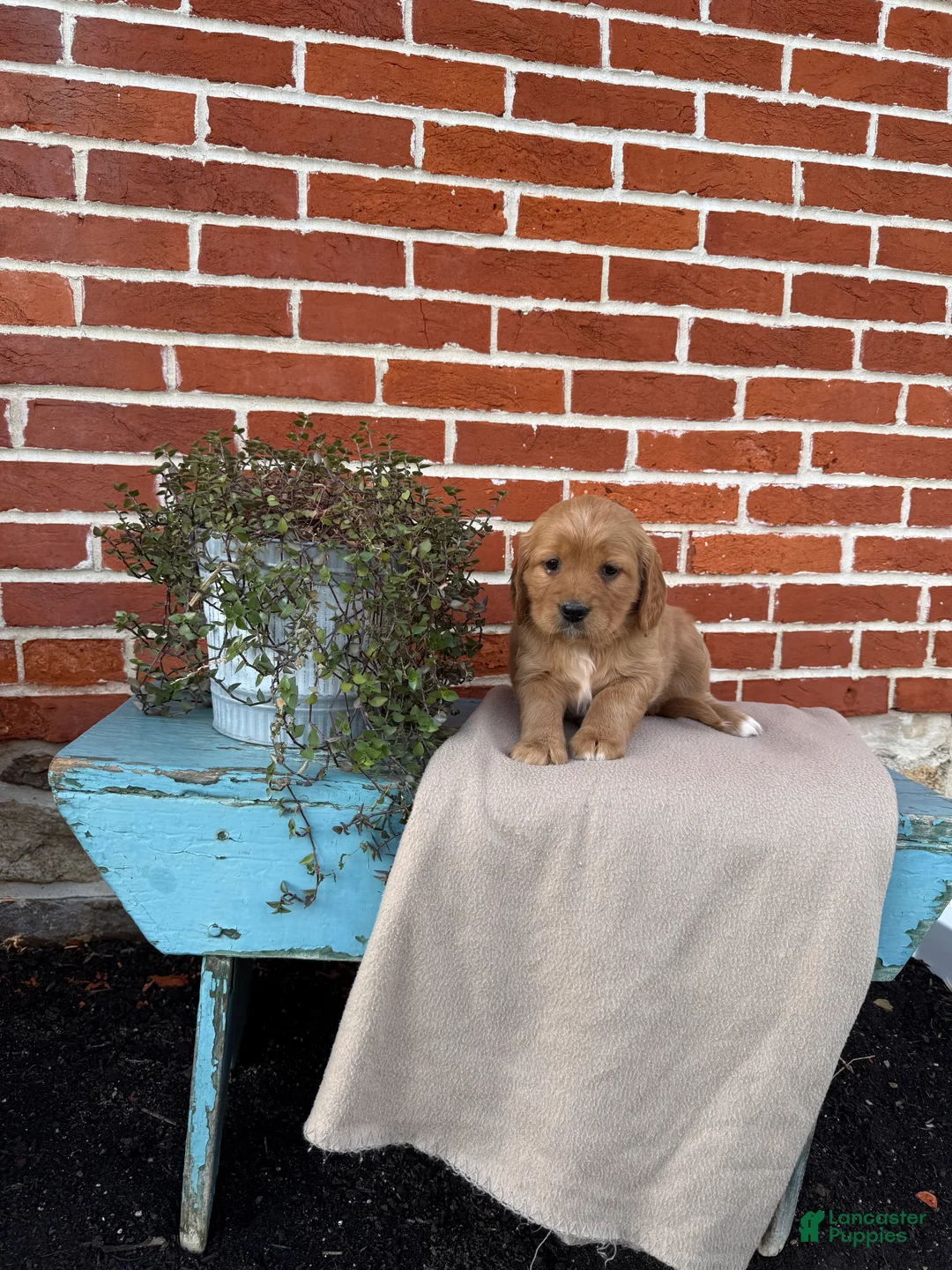 Miniature Golden Retriever dogs for sale: Miniature Golden Retriever Puppy 5 - Ad 5