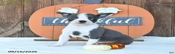 Boston Terrier dogs for sale: Abby - Ad 1