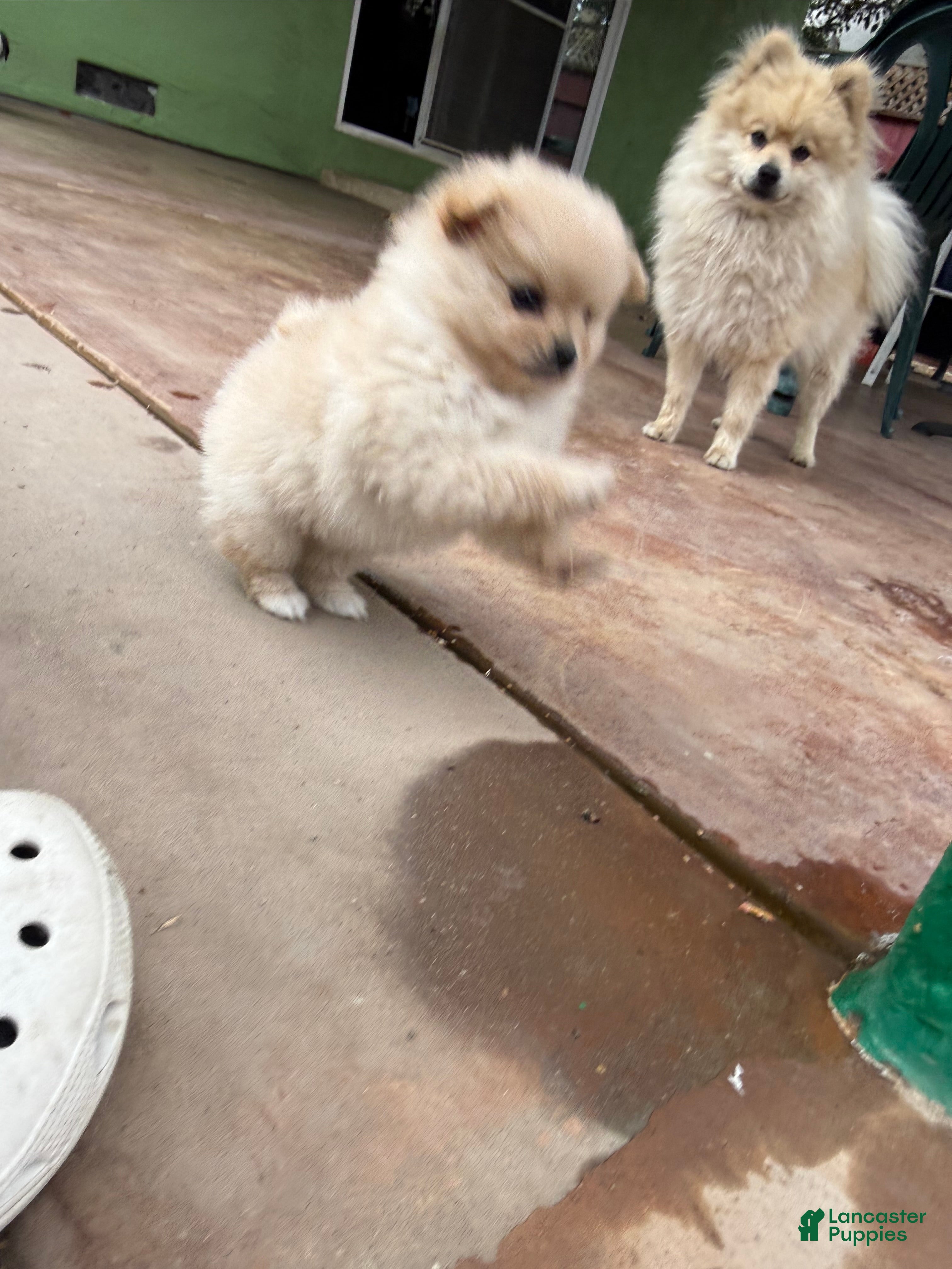 Pomeranian dogs Coco - Ad 27