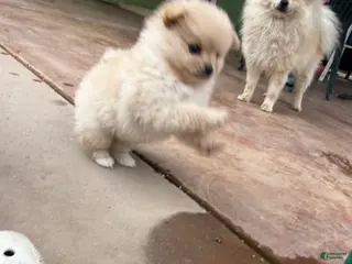 Pomeranian dogs for sale: Coco - Ad 2