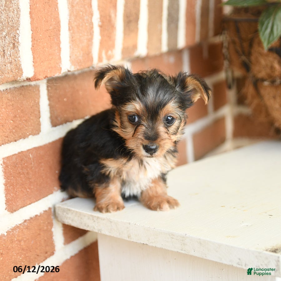 Yorkshire Terrier dogs Bailey - Ad 2