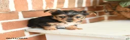 Yorkshire Terrier dogs for sale: Bailey - Ad 4