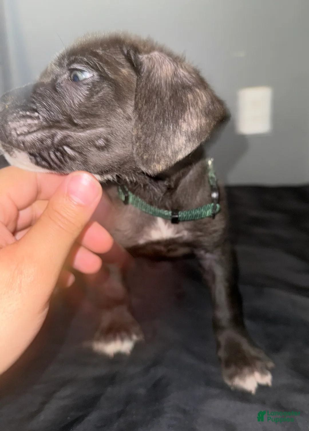 Cane Corso dogs for sale: Price  - Ad 2