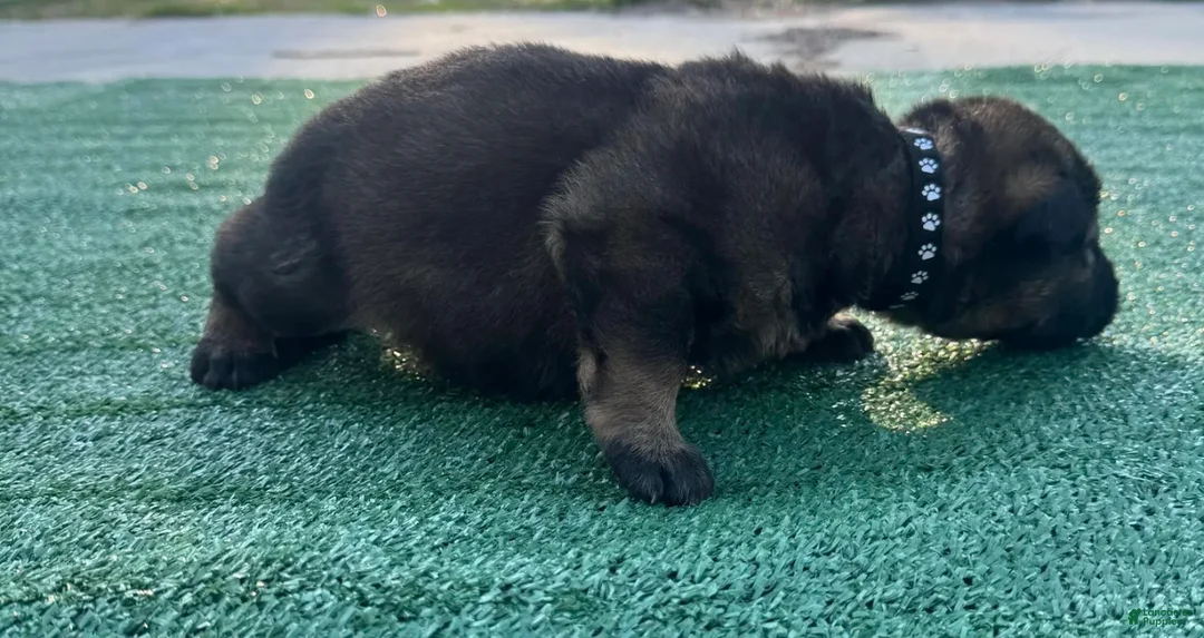 German Shepherd dogs for sale: German Shepherd Black  - Ad 2