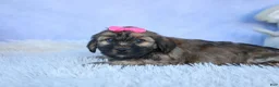 Shorkie dogs for sale: SADIE - Ad 5