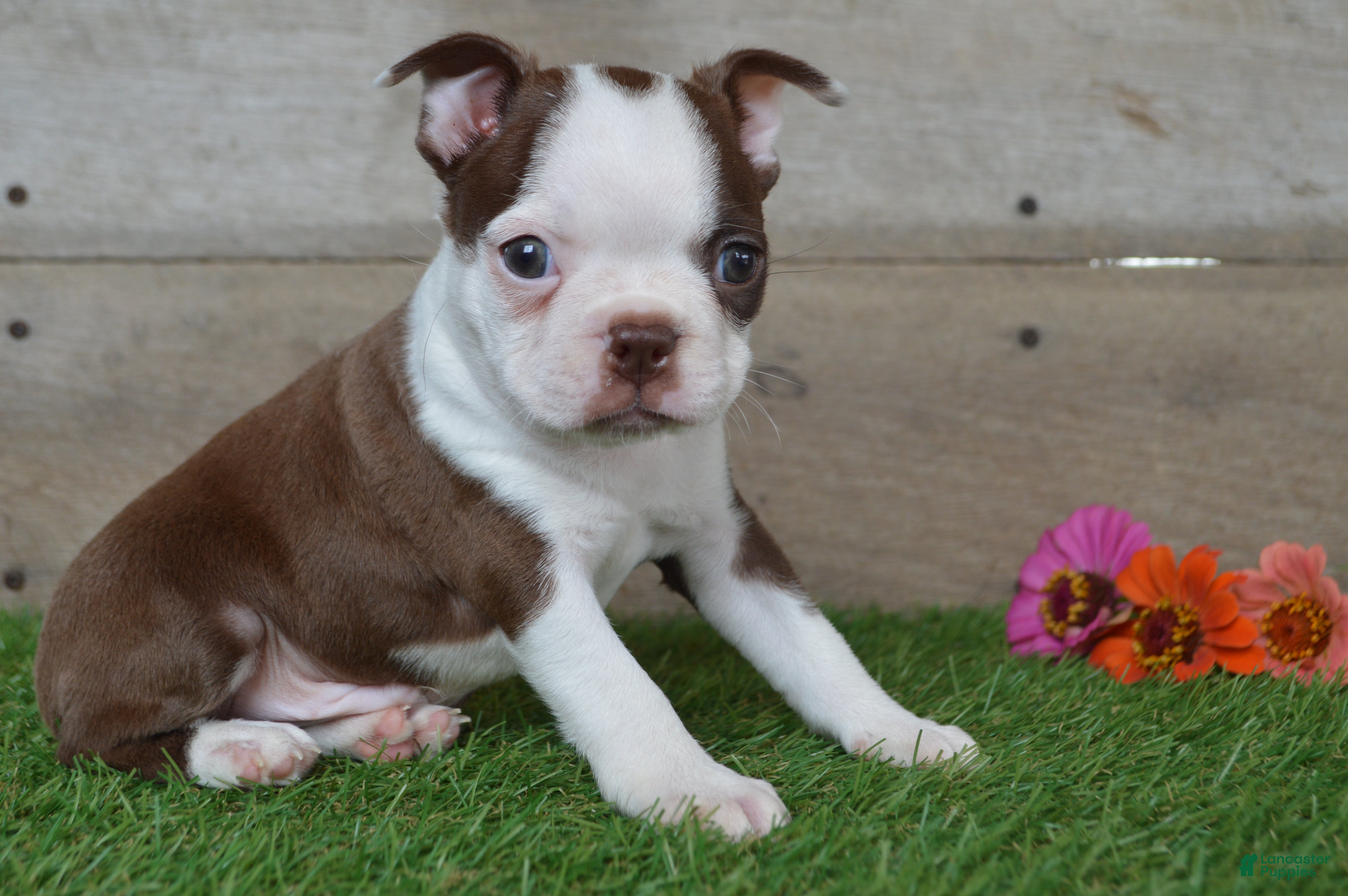 Boston Terrier dogs Brandon - Ad 1
