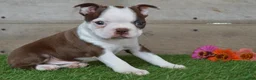 Boston Terrier dogs for sale: Brandon - Ad 1