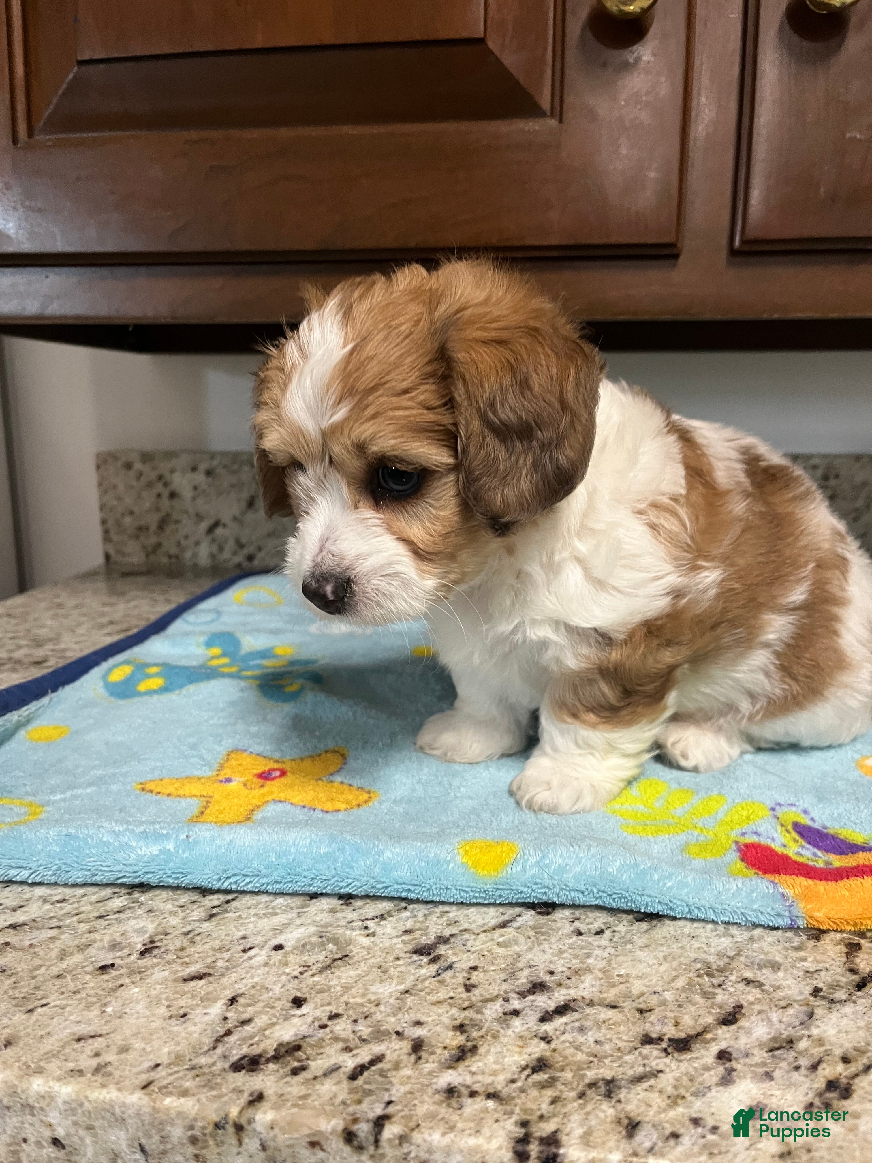 Mixed Breed dogs for sale: Colton - Ad 1