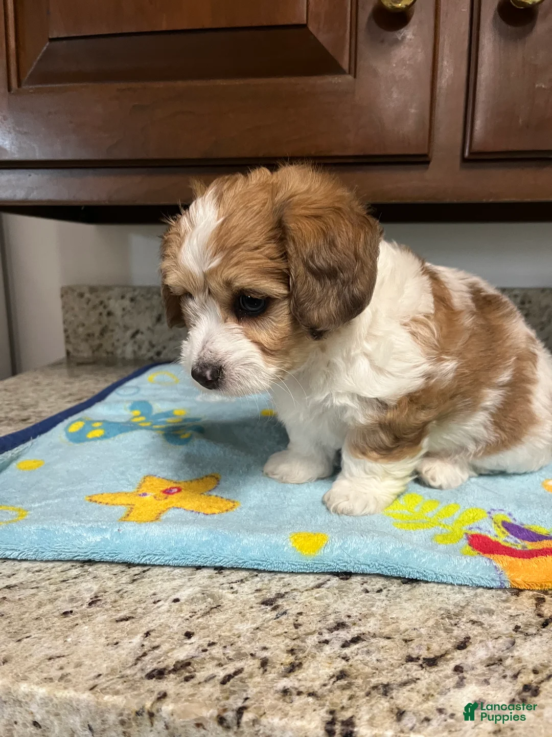 Mixed Breed dogs for sale: Colton - Ad 1
