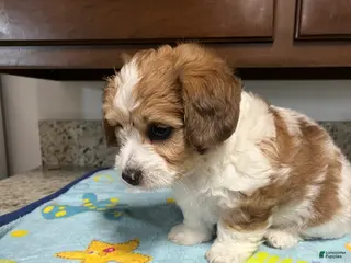 Mixed Breed dogs for sale: Colton - Ad 1