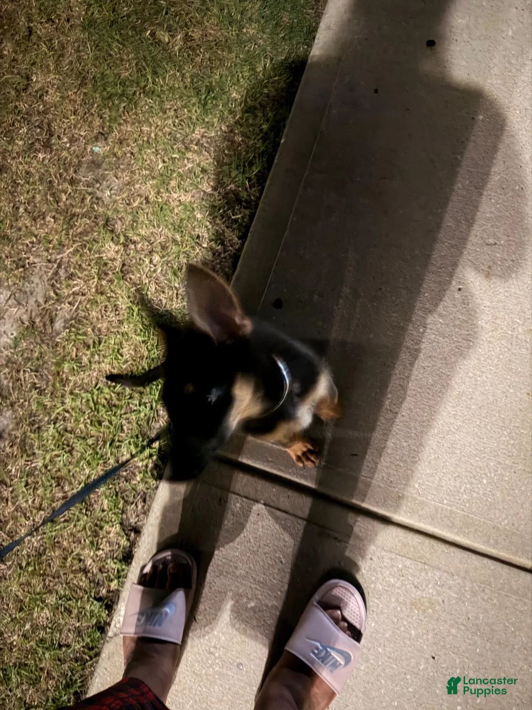 German Shepherd dogs for sale: German Shepherd 1 - Ad 4