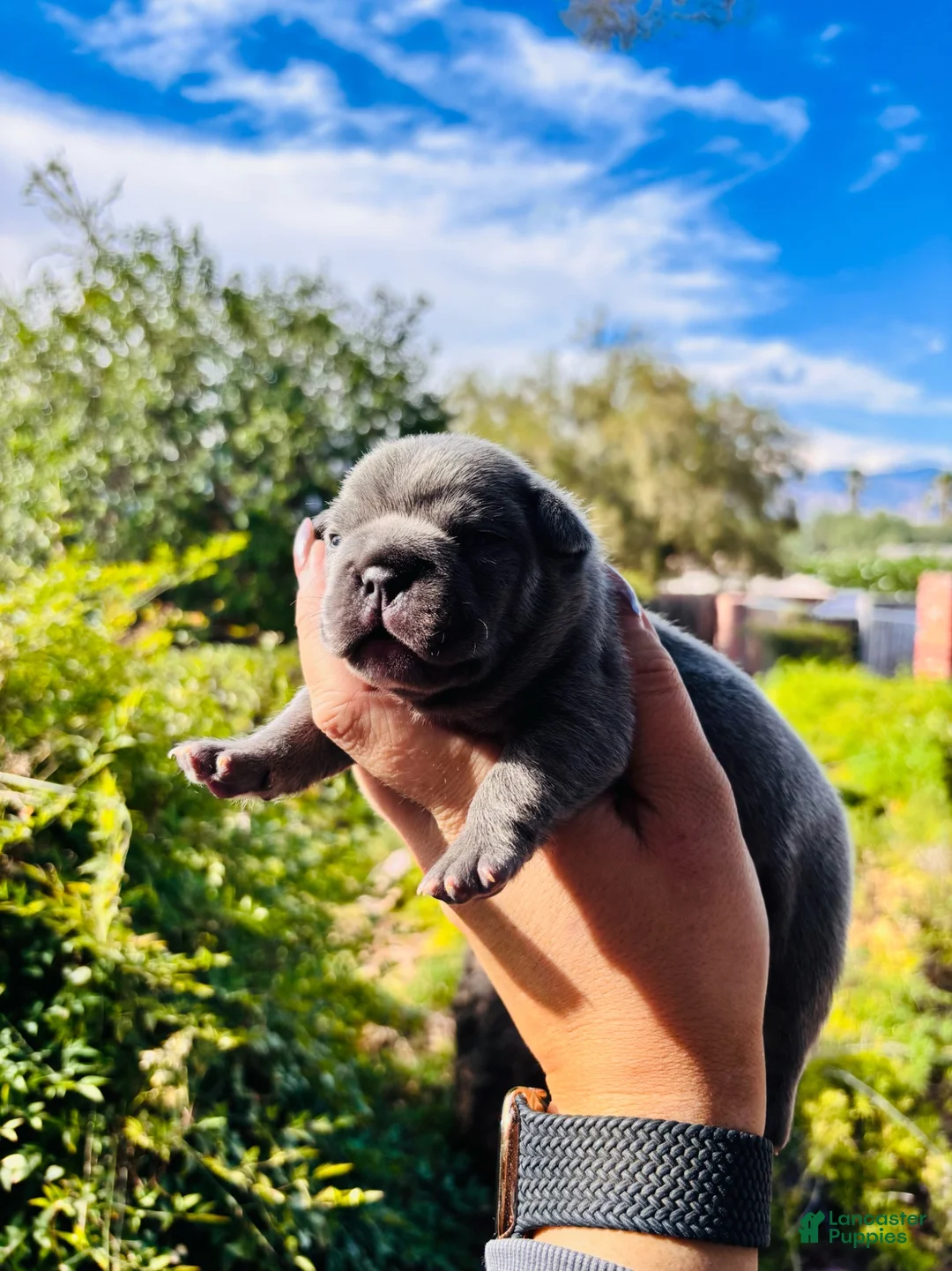 French Bulldog dogs for sale: French Bulldog 4 - Ad 1