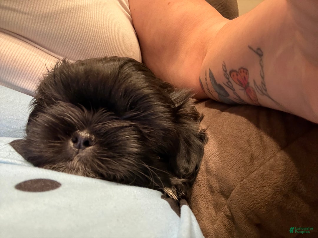 Shih Tzu dogs for sale: Raven - Ad 15