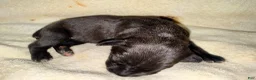 Cane Corso dogs for sale: Sam AKC - Ad 13