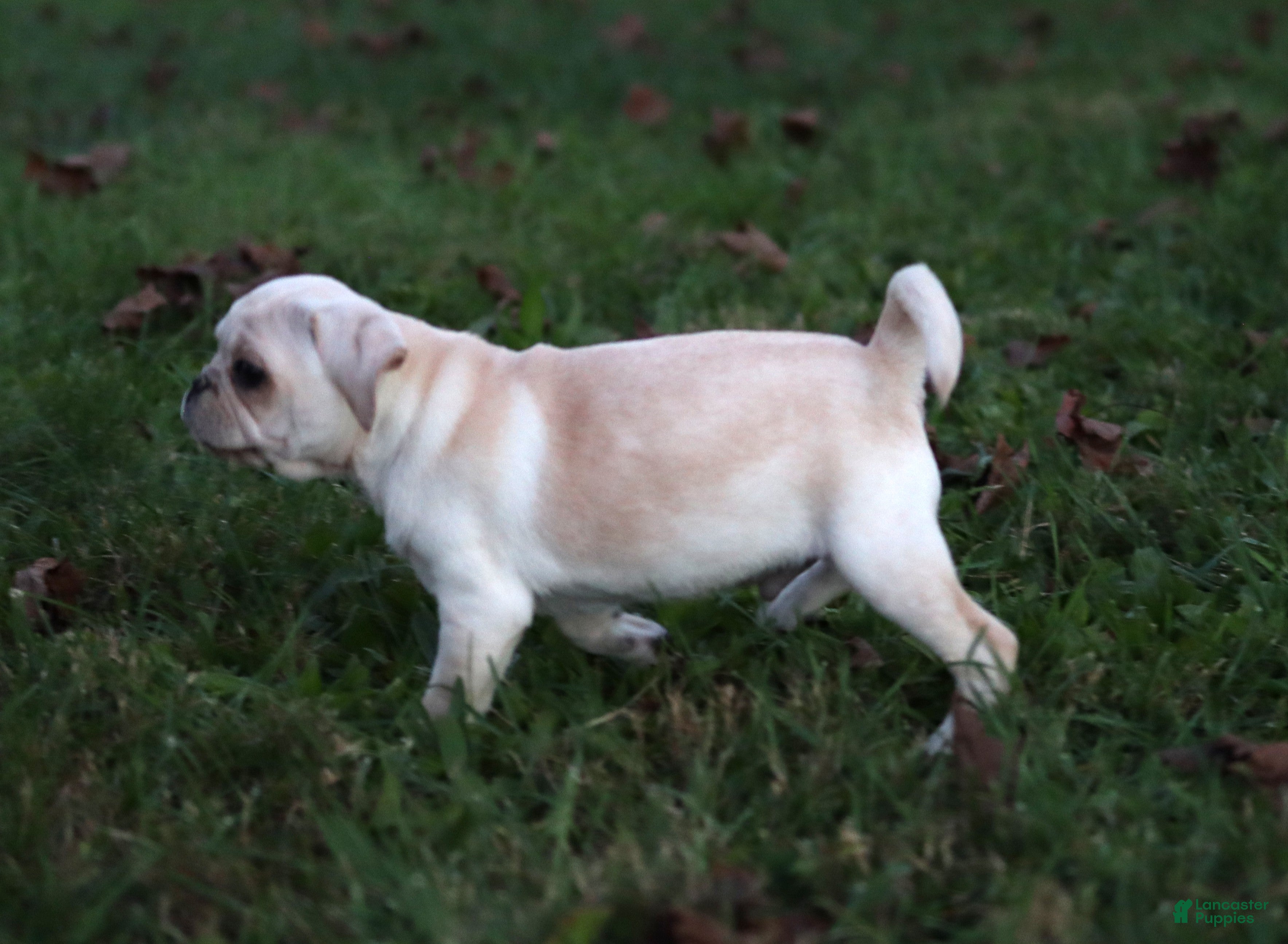 Pug dogs for sale: Chestnut -male- - Ad 15