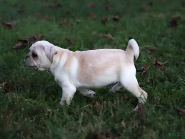 Pug dogs for sale: Chestnut -male- - Ad 15