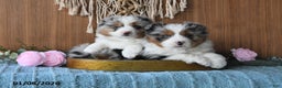 Miniature Australian Shepherd dogs for sale: Elsa - Ad 3
