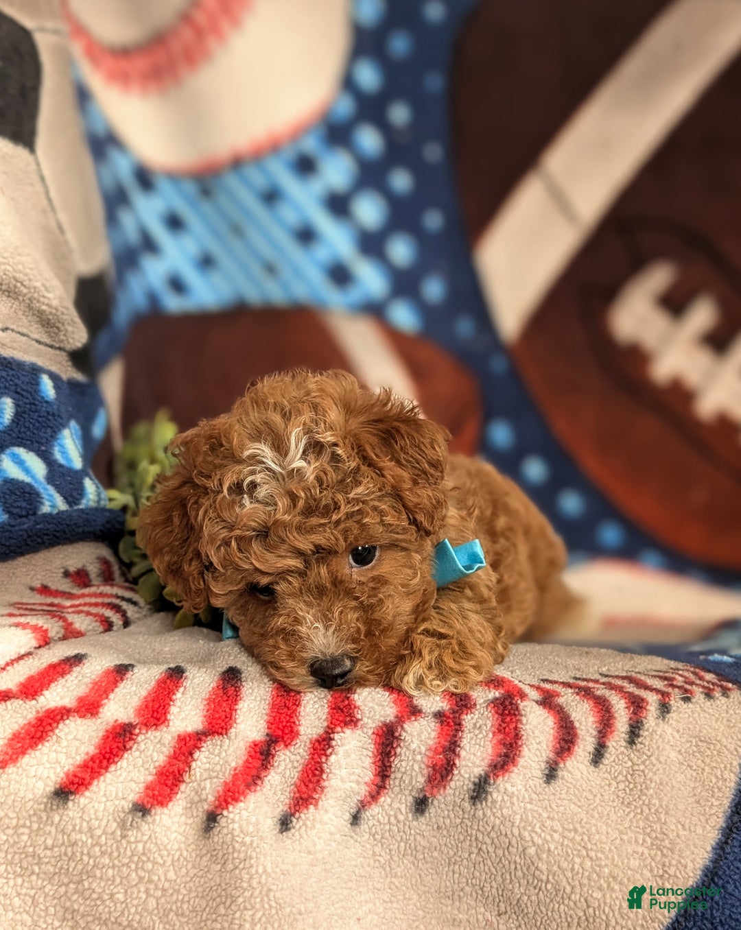 Mini Goldendoodle dogs for sale: Denzel 15 lbs Full Grown Hypoallergenic - Ad 5