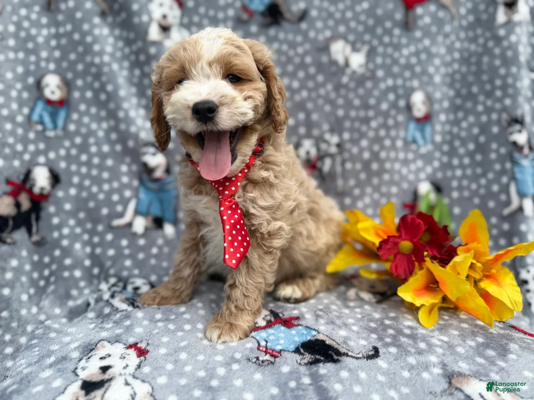 Cockapoo dogs for sale: Tate - Ad 2