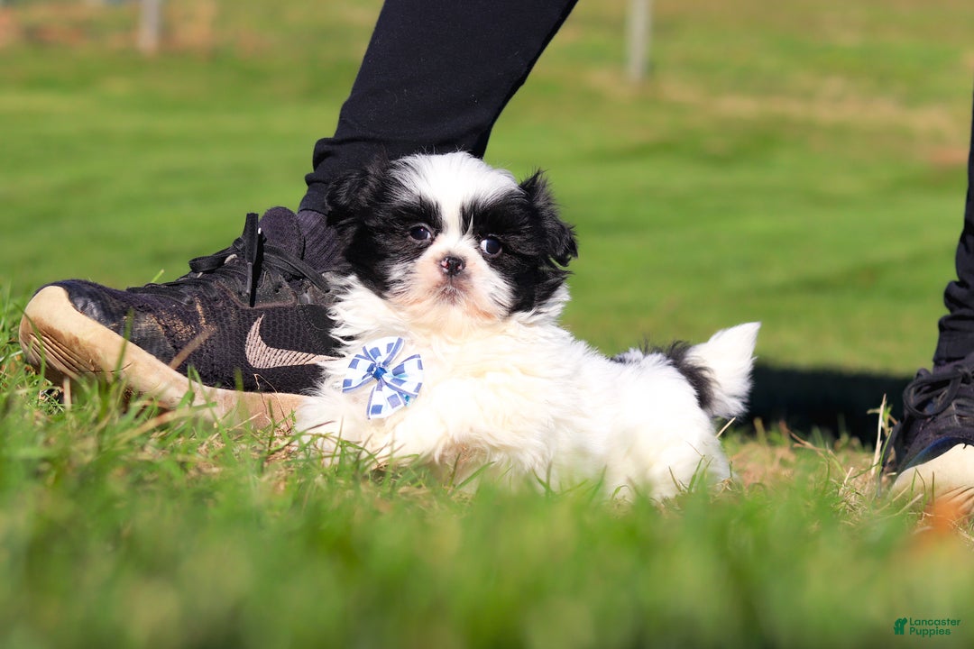 Shih Tzu dogs for sale: Howie - Ad 1