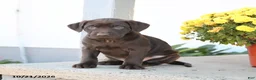 Labrador Retriever dogs for sale: Lexi  - Ad 3