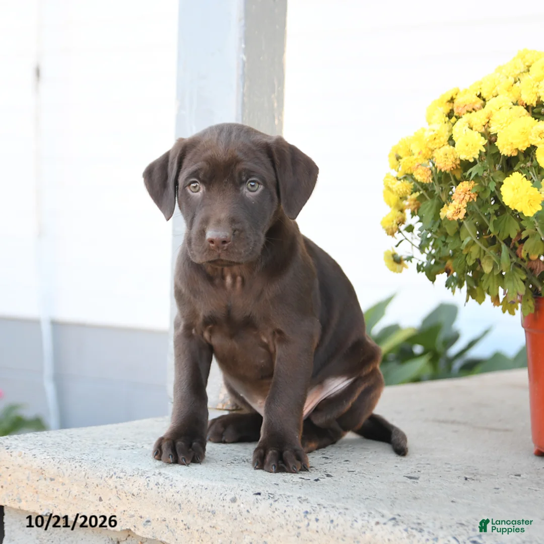 Labrador Retriever dogs for sale: Lexi  - Ad 3