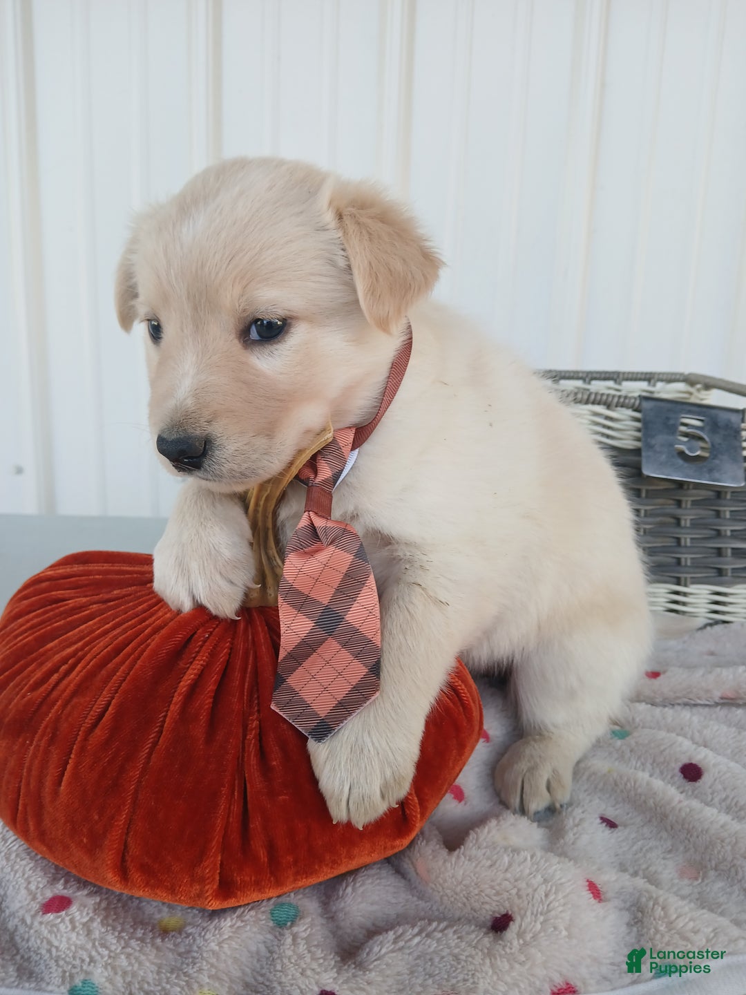 Border Collie dogs for sale: Border Collie Puppy 5 Rose - Ad 3