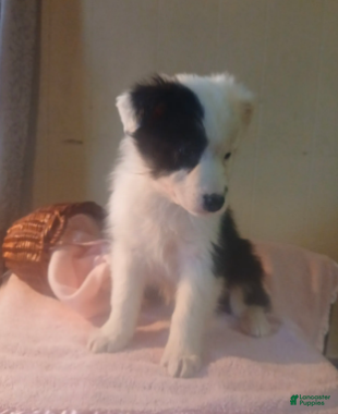 Australian Shepherd dogs Cinne - Ad 42