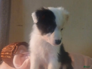 Australian Shepherd dogs Cinne - Ad 26