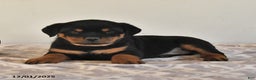 Rottweiler dogs for sale: Natalie - Ad 4