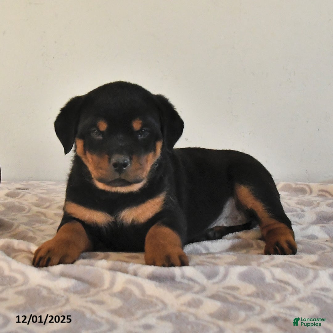 Rottweiler dogs for sale: Natalie - Ad 4