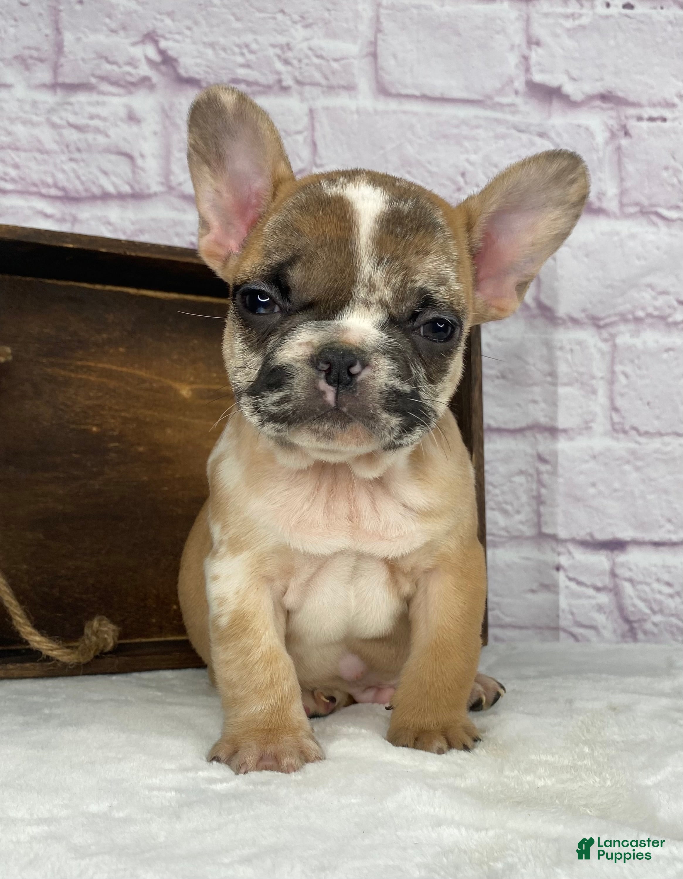 French Bulldog dogs Brice - Ad 2