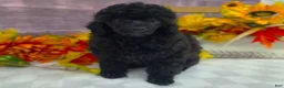 Toy Poodle dogs for sale: Standish - Ad 8