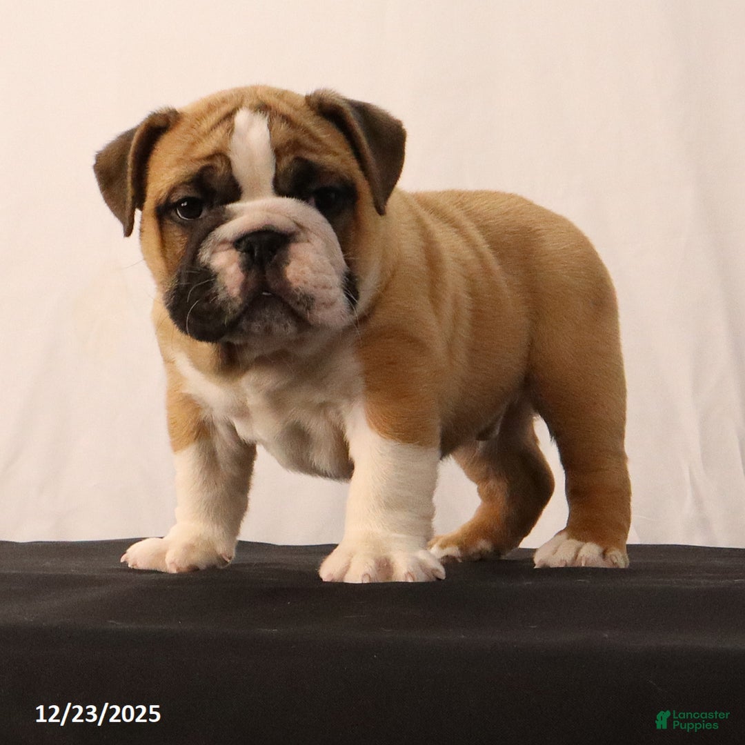 English Bulldog dogs for sale: Sebastian - Ad 3